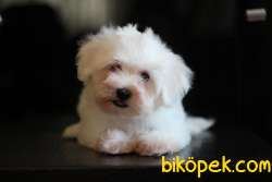 Pamuk Şeker Maltese Terrier Bebekler 3