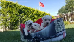Pamuk Şeker Maltese Terrier Yavrularımız 2