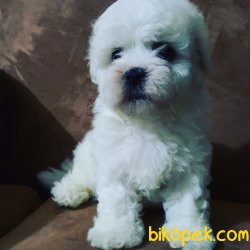 Pamuk Şeker Maltese Terrier Yavrularımız 2