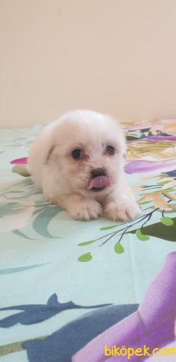 Pamuk Şeker Maltese Terrier Yavrularımız 4