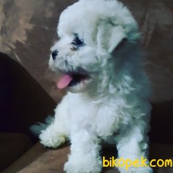 Pamuk Şeker Maltese Terrier Yavrularımız 3
