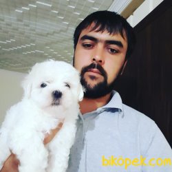 Pamuk Şeker Maltese Terrier Yavrularımız 1