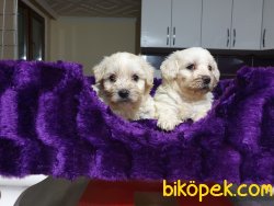 Satılık Maltese Terrier Yavrularımız 3
