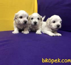 Pamuk Şeker Maltese Terrier Yavrularımız 1
