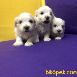 Pamuk Şeker Maltese Terrier Yavrularımız 2