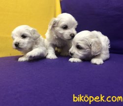 Pamuk Şeker Maltese Terrier Yavrularımız 3