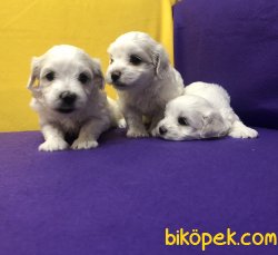 Pamuk Şeker Maltese Terrier Yavrularımız 4