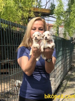 Pamuk Şeker Maltese Terrier Yavrularımız 4