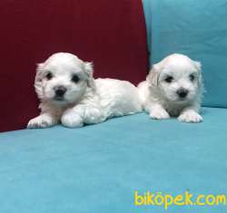 Pamuk Şeker Maltese Terrier Yavrularımız 1