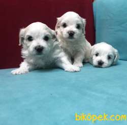Pamuk Şeker Maltese Terrier Yavrularımız 2