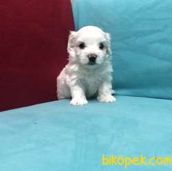 Pamuk Şeker Maltese Terrier Yavrularımız 3