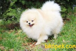 Pamuk Şeker Pomeranianboo 2