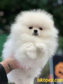 PAMUK TEDDYBEAR SAFKAN POMERANİAN BOOLAR SOY IRK SAĞLIK GARANTİLİ 2