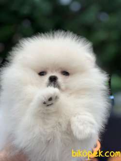 PAMUK TEDDYBEAR SAFKAN POMERANİAN BOOLAR SOY IRK SAĞLIK GARANTİLİ 1