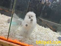 PAMUK TEDDYBEAR SAFKAN POMERANİAN BOOLAR SOY IRK SAĞLIK GARANTİLİ 3