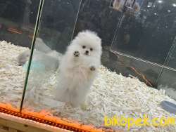 PAMUK TEDDYBEAR SAFKAN POMERANİAN BOOLAR SOY IRK SAĞLIK GARANTİLİ 5