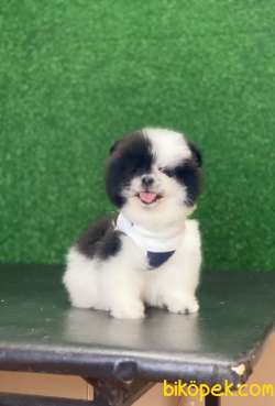 Panda Görünümlü Pomeranian Boo Yavrumuz 3