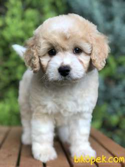 Parti Color MALTIPOO Yavrumuz 2