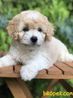 Parti Color MALTIPOO Yavrumuz 4