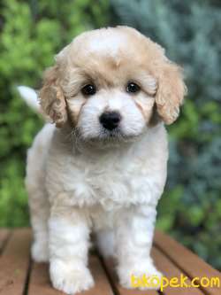 Parti Color MALTIPOO Yavrumuz 1