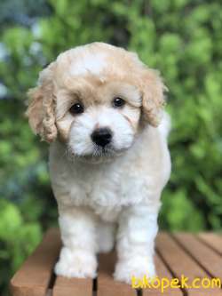 Parti Color MALTIPOO Yavrumuz 3