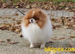 PARTİ COLOR POMERANİAN BOO 3