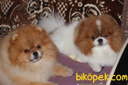 PARTİ COLOR POMERANİAN BOO 2