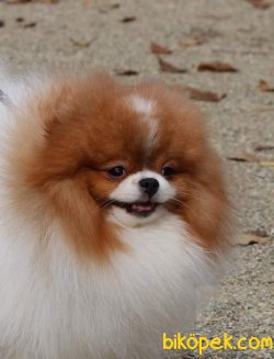 PARTİ COLOR POMERANİAN BOO 5