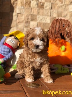 Parti Color Toy Poodle Yavrular 1