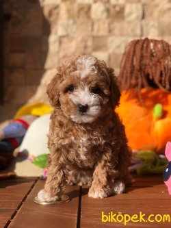 Parti Color Toy Poodle Yavrular 4