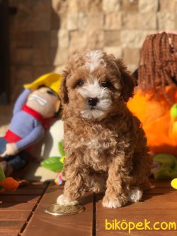 Parti Color Toy Poodle Yavrular 3