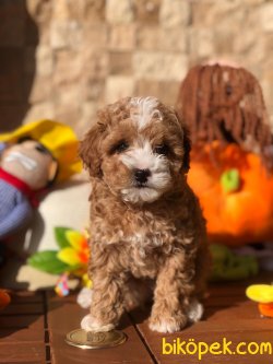 Parti Color Toy Poodle Yavrular 2