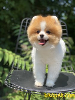 Particolour Boo Pomeranian Erkek Secereli 1