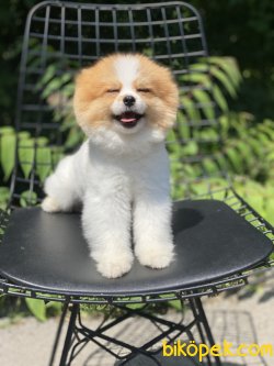 Particolour Boo Pomeranian Erkek Secereli 3