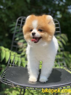 Particolour Boo Pomeranian Erkek Secereli 5