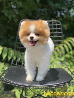 Particolour Boo Pomeranian Erkek Secereli 4