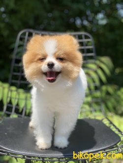 Particolour Boo Pomeranian Erkek Secereli 2