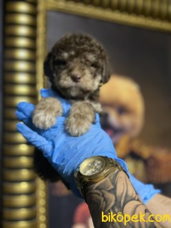 Particolour Chocolate And Tan Özel Üretim  Poodle 2