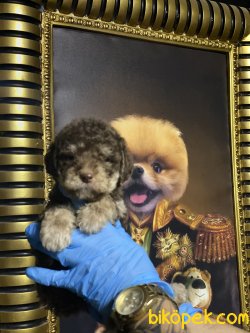 Particolour Chocolate And Tan Özel Üretim  Poodle 3