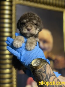 Particolour Chocolate And Tan Özel Üretim  Poodle 1