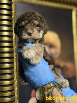 Particolour Chocolate And Tan Özel Üretim  Poodle 4