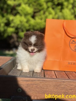 Particolour Nadir Renk Teddy Bear Pomeranian Boo 3