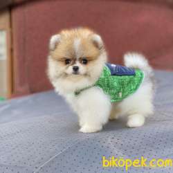 Party Color Ayıcık Surat POMERANİAN BOO 2