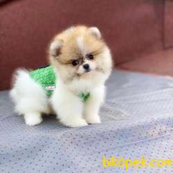 Party Color Ayıcık Surat POMERANİAN BOO 3