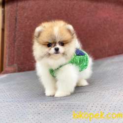 Party Color Ayıcık Surat POMERANİAN BOO 4