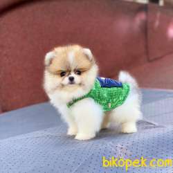 Party Color Ayıcık Surat POMERANİAN BOO 1