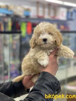 Party Color Dişi Toy Poodle Yavrumuz 2