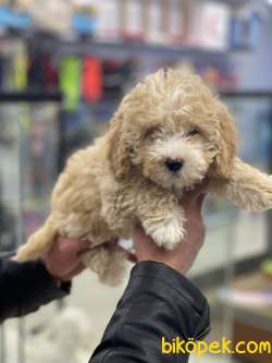 Party Color Dişi Toy Poodle Yavrumuz 5