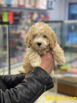 Party Color Dişi Toy Poodle Yavrumuz 1