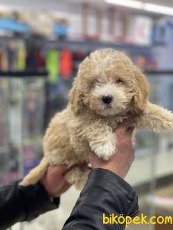 Party Color Dişi Toy Poodle Yavrumuz 3